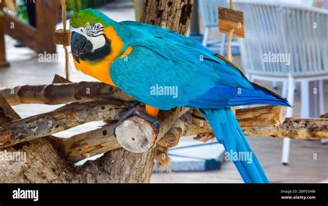 Macaw Parrots In The Dominican Republic Stock Photo Alamy