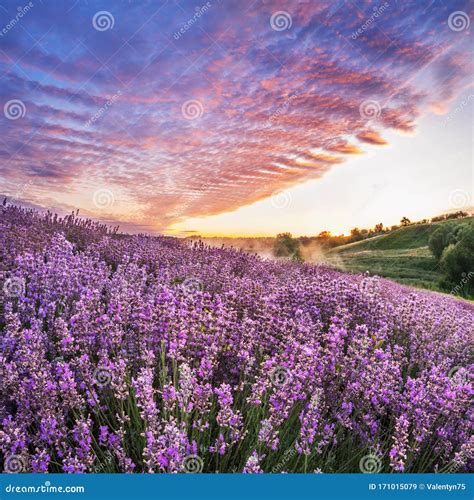 Colorful Flowering Lavandula Or Lavender Field In The Dawn Light Stock
