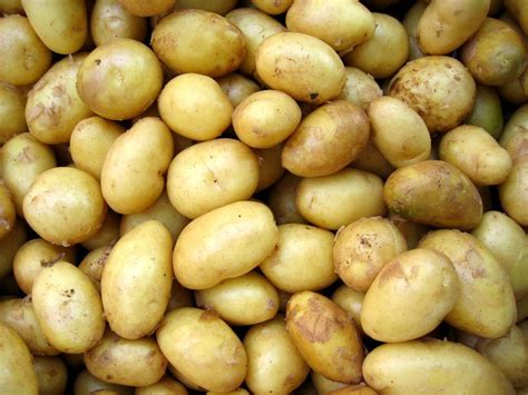 Un nou soi de cartofi poate rezista aceluiași patogen care a cauzat