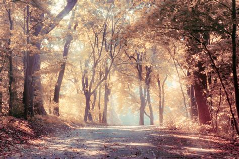 Autumn Trees Sunbeams Road Leaves Beautiful Nature