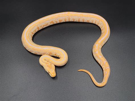 Albino Labyrinth Burmese Python By Cv Exotics Inc Morphmarket