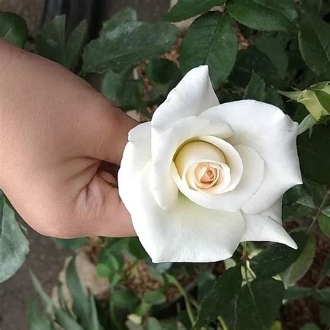 49 Gambar Bunga Mawar Putih Jaman Now Informasi Seputar Tanaman Hias