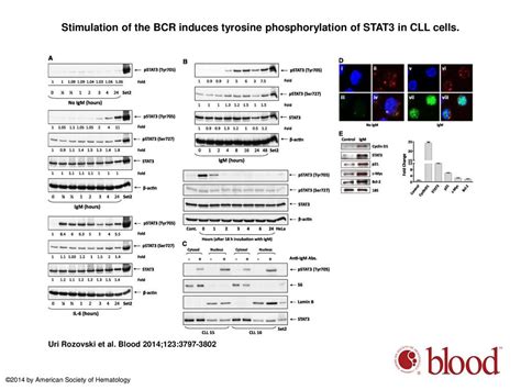 Stimulation Of The B Cell Receptor Activates The Jak2stat3 Signaling