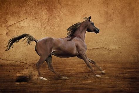 Two are run concurrently the first day; "Running arabian horse" by Julia Shepeleva | Redbubble