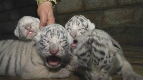 Cute Four Rare White Bengal Tiger Cubs Born At Yalta Zoo Youtube
