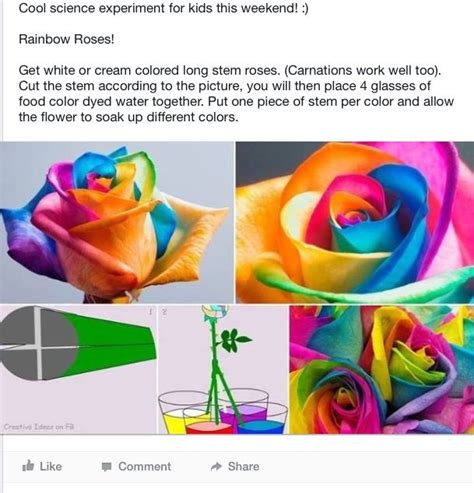 Rainbow Roses Cool Science Experiments Fun Science Science For Kids