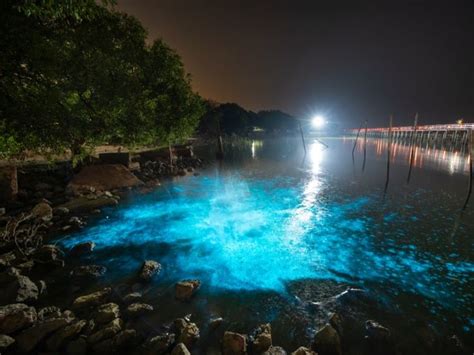 Paddle Through Floridas Bioluminescent Waters In A See Through Kayak
