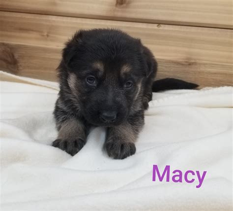 Nonetheless, the owner has since grown fond of the st. German Shepherd Puppies For Sale | Rock Valley, IA #326266