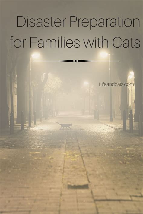 Keep Kitty Safe Disaster Planning For Your Cat Cat Training Cat