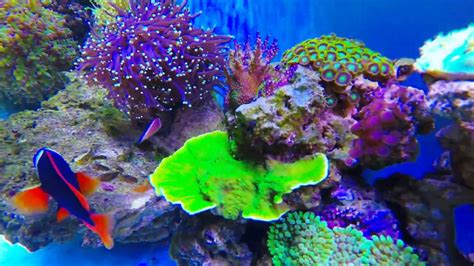 250 Gallon Saltwater Reef Robs Reef Room Vlog9 Youtube