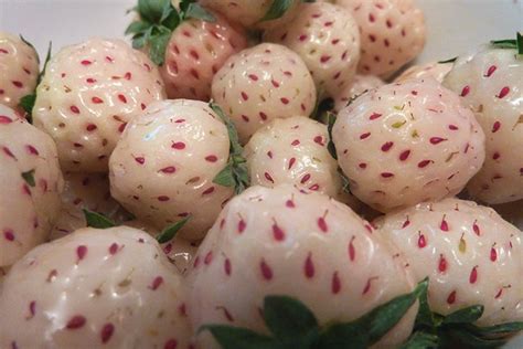 6 Bizarre Hybrid Fruits And Vegetables You Should Know About Page 6