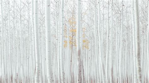 Wallpaper White Trees Forest 4k Nature 16745
