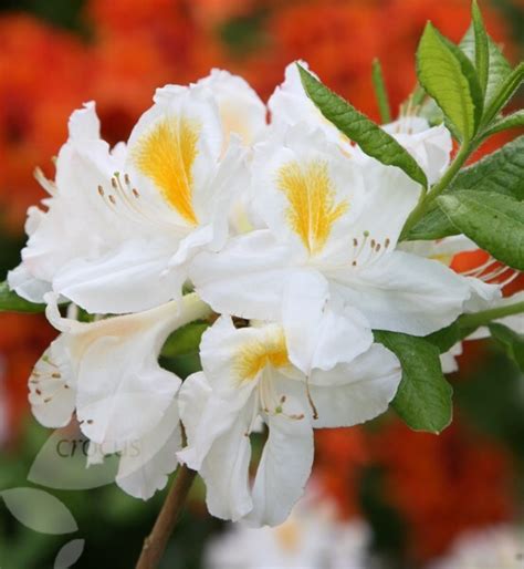 Buy Deciduous Azalea Rhododendron Silver Slipper £2499 Delivery By Crocus