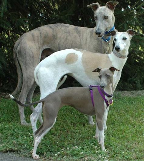 Italian Greyhound Iggys Breed Information And Images K9rl