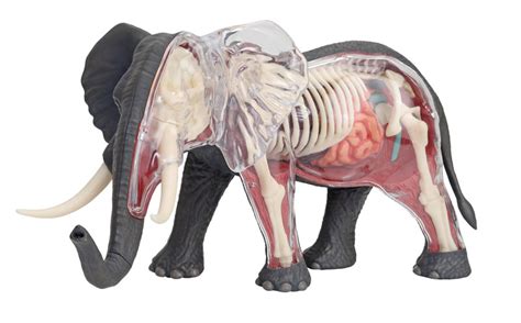 4d Vision Elephant Anatomy Model John Nhansen Company