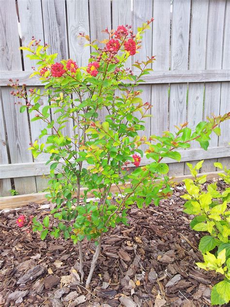 Emerald green arborvitae, thuja green giant, leyland cypress Crepe Myrtle red rocket in the backyard. | Crepe myrtle ...