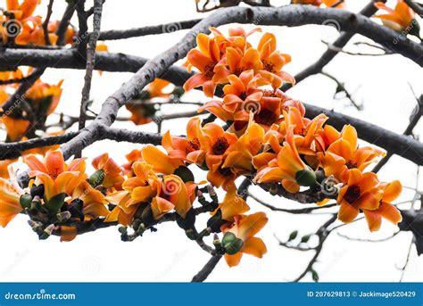 Bombax Ceiba Flowers Blooming In The Trees Stock Image Image Of Fresh