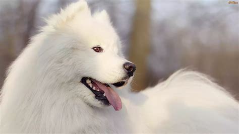 Pies Pies Biały Samojed