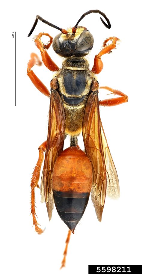 Great Golden Digger Wasp Sphex Ichneumoneus Hymenoptera Sphecidae 5598211