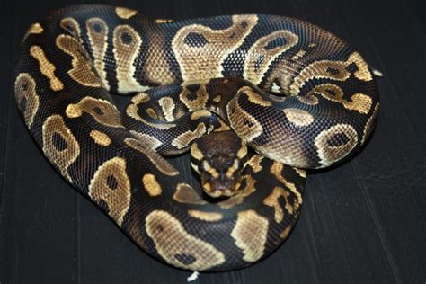 Royal Python Python Regius Grinning Gecko