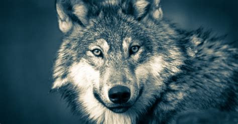 8,000+ vectors, stock photos & psd files. Wolf, Jungle , Wolves,night Free Stock Photo - Public ...