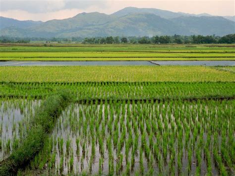 The serene beauty of the Cagayan Valley at dawn. | Philippines, Cagayan
