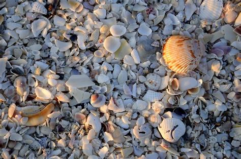 Sanibel Island Beach Shells Everglades Pictures United States