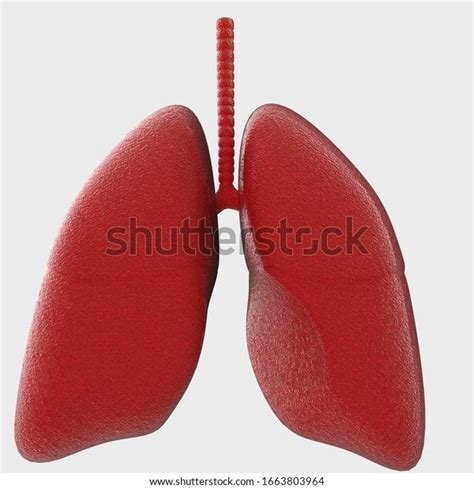 Artistic Human Lungs Isolated On Background Stock Illustration 1663803964