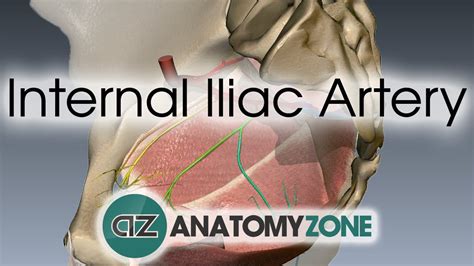 Right an left iliac vessels at the umbilicus level. Internal Iliac Artery • Cardiovascular • AnatomyZone