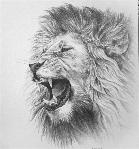 At the back draw a curve and a long curvy line for tail guideline. Drawn sketch lion roaring - Pencil and in color drawn ...
