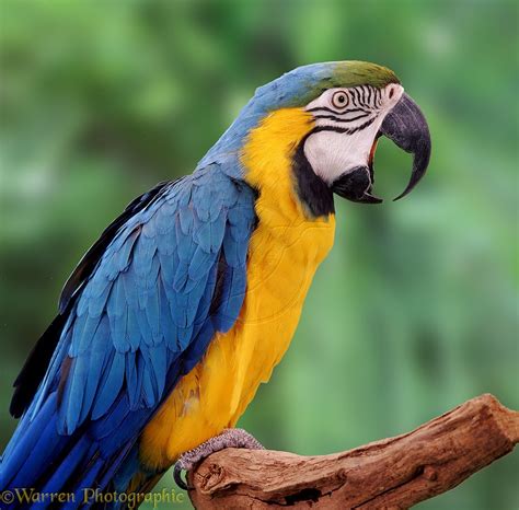 Blue And Yellow Macaw Biological Science Picture Directory