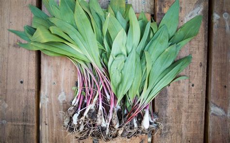 Ramps These Are The Seasons Most Sought After Wild Edibles Now