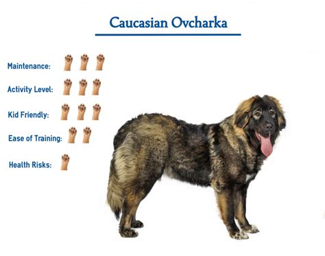 The Caucasian Ovcharka Dog Everything You Need To Know At A Glance