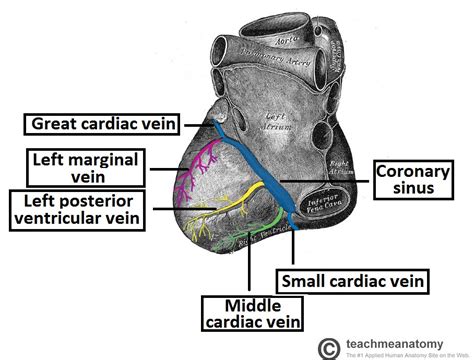 Arterial blood supply to the heart for regular mbbs students and pg aspirants. Vasculature of the Heart - TeachMeAnatomy