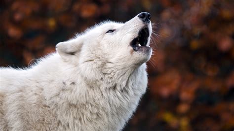 Animal Wolf Open Mouth 4k 5k Hd Wallpapers Hd Wallpapers Id 32505