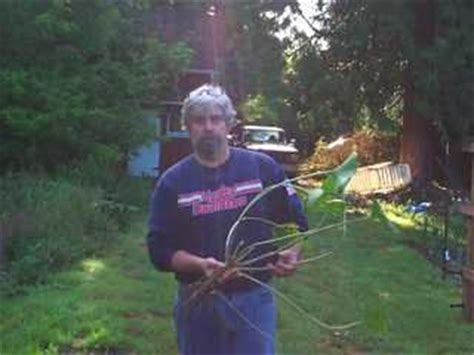 It's so hard to grow that there. Growing the tasty, exquisitely fiery hot Wasabi! - Dave's ...