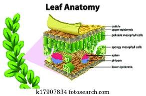 Plant Anatomy Stock Images | Our Top 1000+ Plant Anatomy Photos