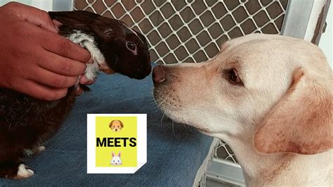 Labrador Retriever Meets Baby Rabbit For The First Time Dog And