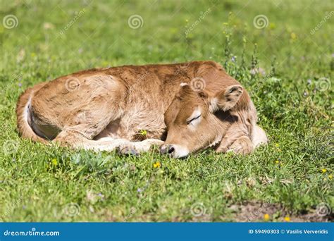 Cute Calf In Special Boxes For Young Cattle On Dairy Farm Royalty Free