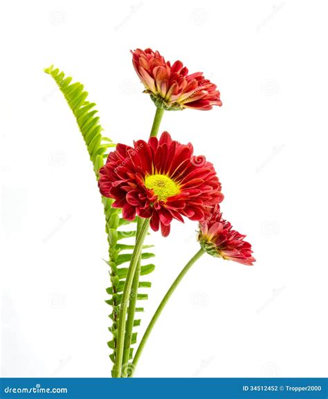 Beautiful Red Flower Stock Photo Image Of Natural 34512452