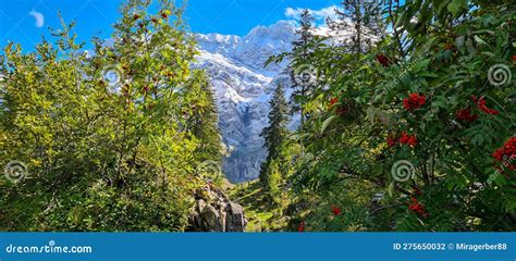 Mountain Landscape With Rowan Trees And Snow Capped Peaks Stock Photo