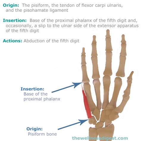 Abductor Digiti Minimi Hand Muscle Hand And Little Finger Pain The