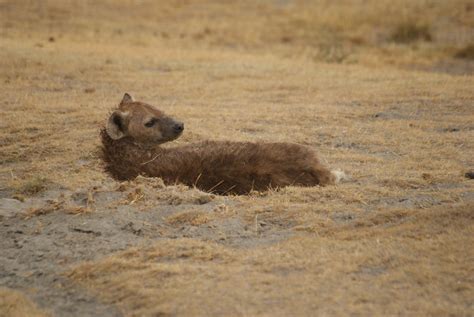 Free Images Wildlife Mammal Fauna Savanna Vertebrate Hyena