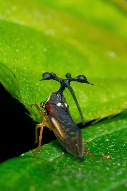 Amazing Animals Pictures The Brazilian Treehopper The More Strange