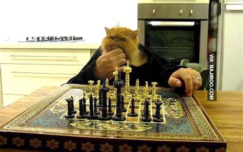 21 Photos Of Funny Cats Playing Chess — Dog Show Cat