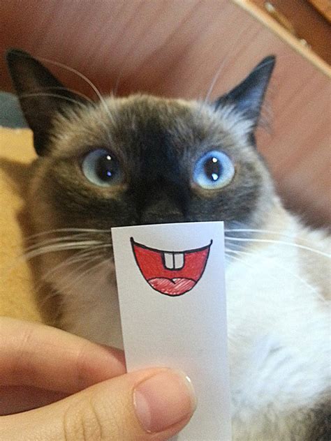 Cats With Cartoon Eyes And Mouths