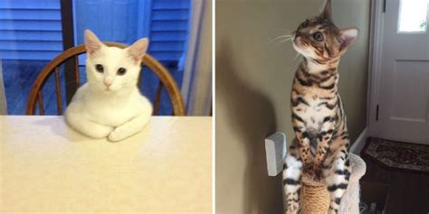 Weird Cat Behaviour Viral Cats Blog