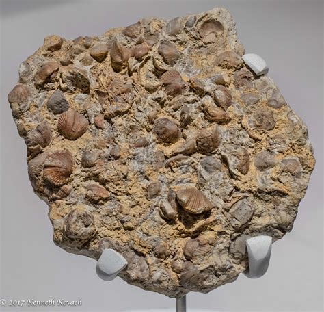Shell Fossils For Sharon People And Animals Topaz Discussion Forum