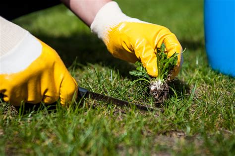 6 Tips For Getting Rid Of A Lawn Full Of Weeds