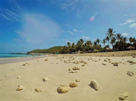 Coral On Beach On Isla Palomino El Conquistador Puerto Rico 1 2